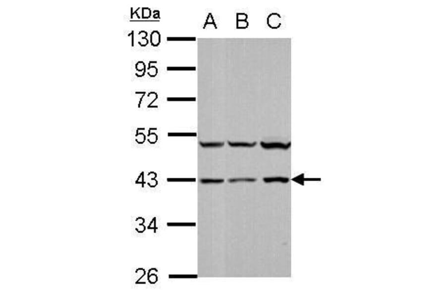 p38 Antibody from Signalway Antibody (35478) - Antibodies.com