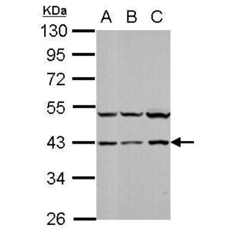 p38 Antibody from Signalway Antibody (35478) - Antibodies.com
