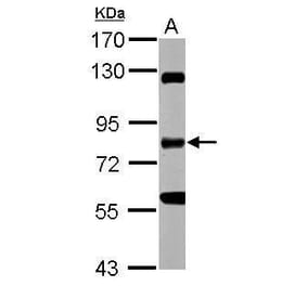 RIP Antibody from Signalway Antibody (35482) - Antibodies.com