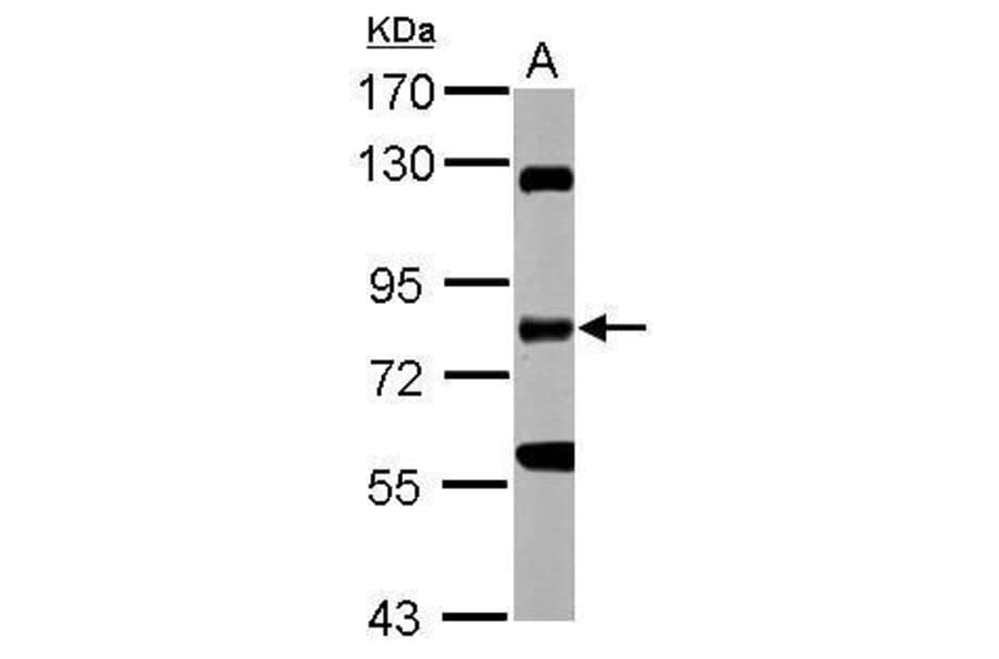 RIP Antibody from Signalway Antibody (35482) - Antibodies.com