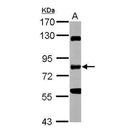 RIP Antibody from Signalway Antibody (35482) - Antibodies.com