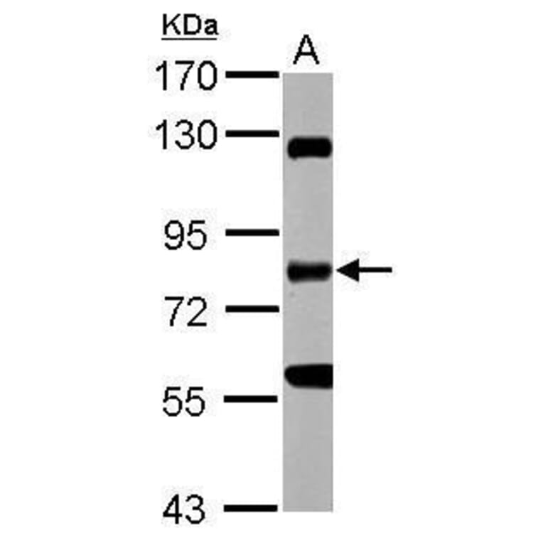 RIP Antibody from Signalway Antibody (35482) - Antibodies.com