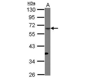 CD4 Antibody from Signalway Antibody (35486) - Antibodies.com
