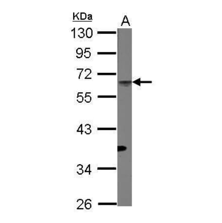 CD4 Antibody from Signalway Antibody (35486) - Antibodies.com