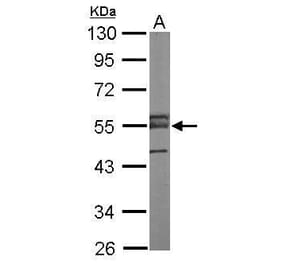 ERG Antibody from Signalway Antibody (35523) - Antibodies.com