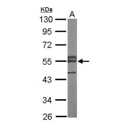 ERG Antibody from Signalway Antibody (35523) - Antibodies.com