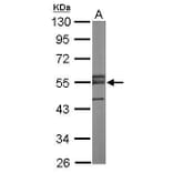 ERG Antibody from Signalway Antibody (35523) - Antibodies.com