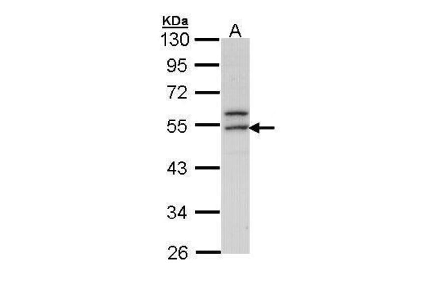 ERG Antibody from Signalway Antibody (35523) - Antibodies.com