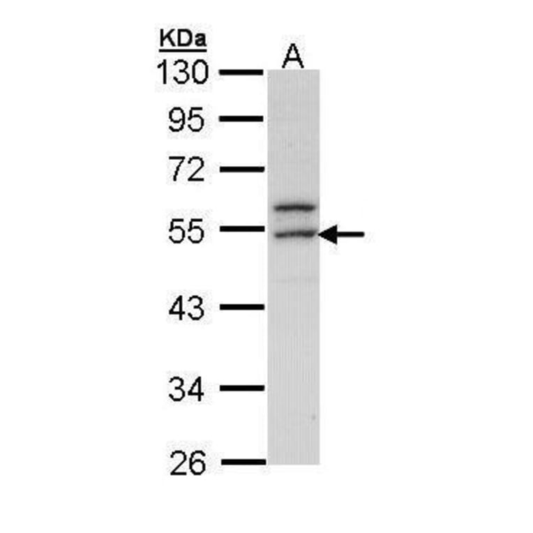 ERG Antibody from Signalway Antibody (35523) - Antibodies.com