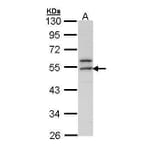 ERG Antibody from Signalway Antibody (35523) - Antibodies.com