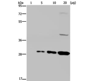 GFP Antibody from Signalway Antibody (35538) - Antibodies.com