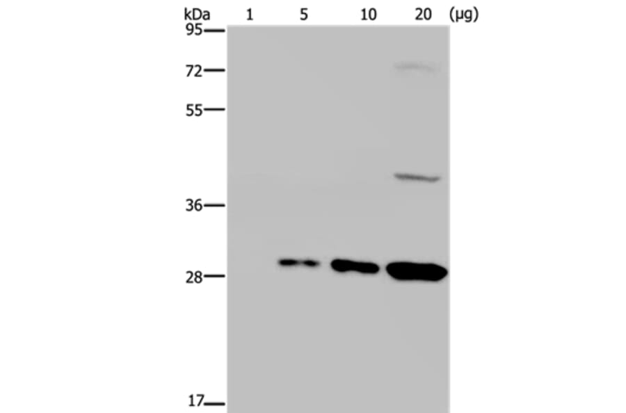 GFP Antibody from Signalway Antibody (35538) - Antibodies.com