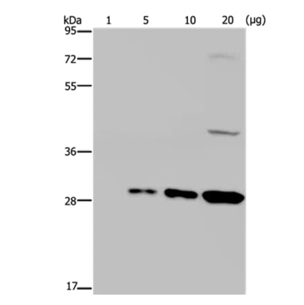 GFP Antibody from Signalway Antibody (35538) - Antibodies.com