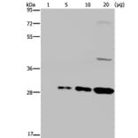 GFP Antibody from Signalway Antibody (35538) - Antibodies.com