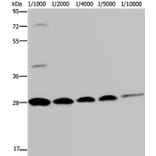 GFP Antibody from Signalway Antibody (35538) - Antibodies.com