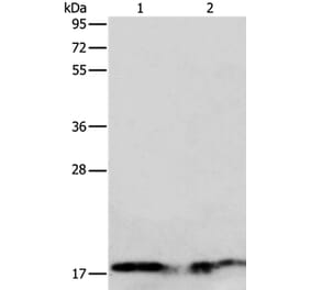 ANG Antibody from Signalway Antibody (35566) - Antibodies.com