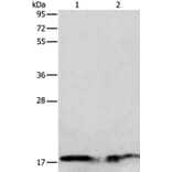 ANG Antibody from Signalway Antibody (35566) - Antibodies.com