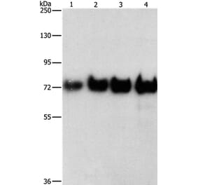 BSA Antibody from Signalway Antibody (35643) - Antibodies.com