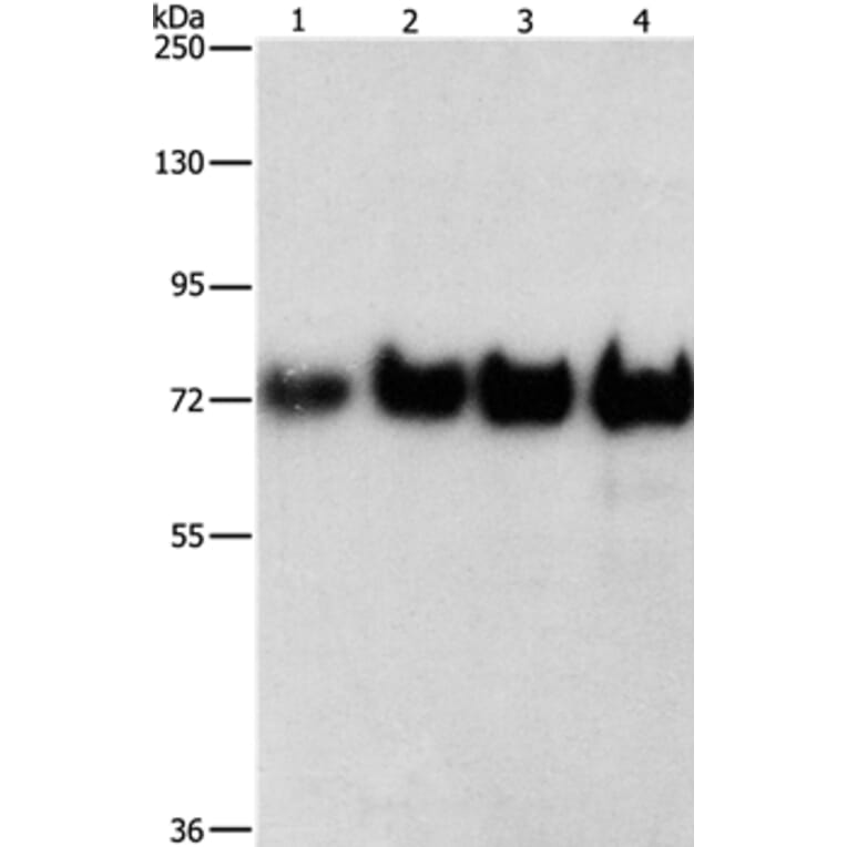 BSA Antibody from Signalway Antibody (35643) - Antibodies.com