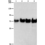 BSA Antibody from Signalway Antibody (35643) - Antibodies.com