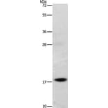 GRP Antibody from Signalway Antibody (35749) - Antibodies.com