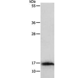 IL3 Antibody from Signalway Antibody (35778) - Antibodies.com