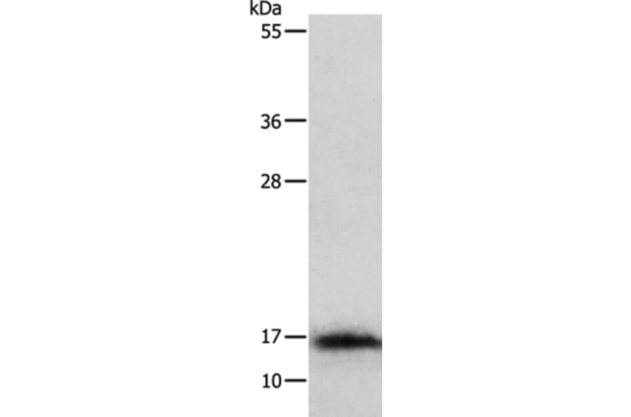 IL3 Antibody from Signalway Antibody (35778) - Antibodies.com