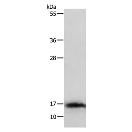 IL3 Antibody from Signalway Antibody (35778) - Antibodies.com