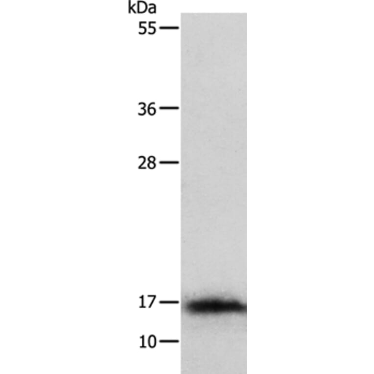 IL3 Antibody from Signalway Antibody (35778) - Antibodies.com