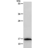 IL3 Antibody from Signalway Antibody (35778) - Antibodies.com