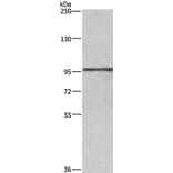 RB1 Antibody from Signalway Antibody (35851) - Antibodies.com