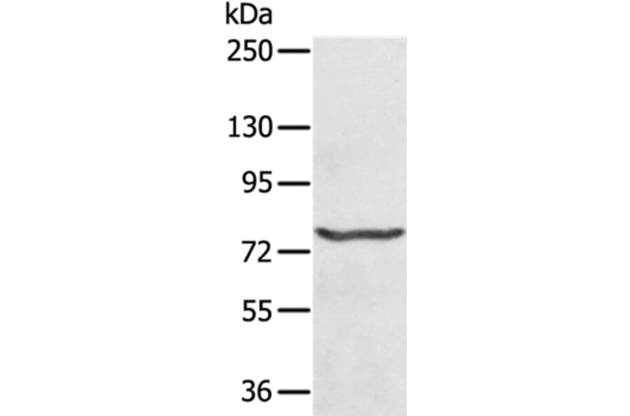 MX1 Antibody from Signalway Antibody (36545) - Antibodies.com
