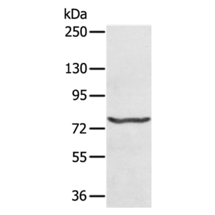 MX1 Antibody from Signalway Antibody (36545) - Antibodies.com