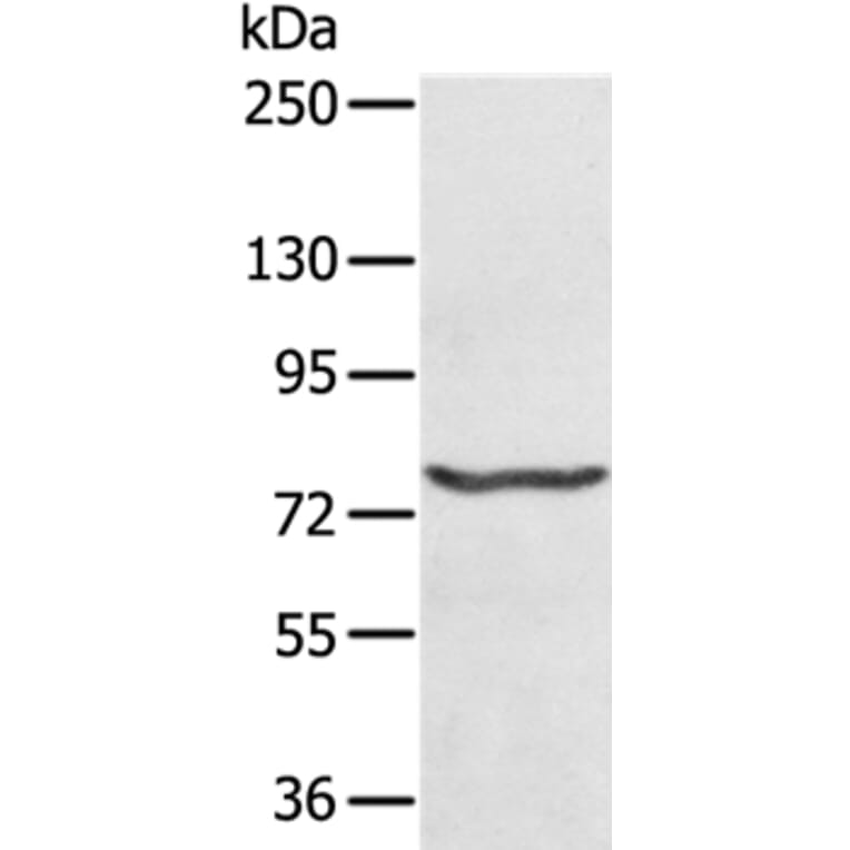 MX1 Antibody from Signalway Antibody (36545) - Antibodies.com