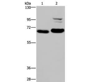 OS9 Antibody from Signalway Antibody (36669) - Antibodies.com