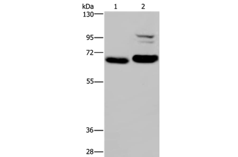 OS9 Antibody from Signalway Antibody (36669) - Antibodies.com