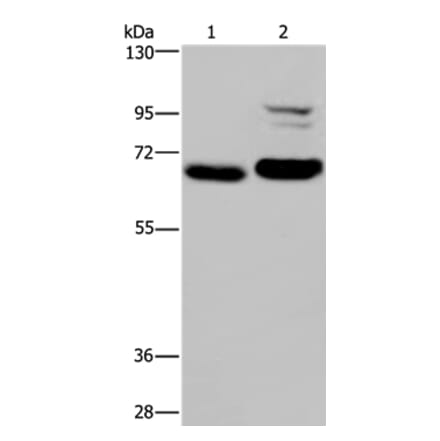 OS9 Antibody from Signalway Antibody (36669) - Antibodies.com