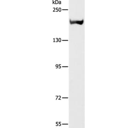 ACE Antibody from Signalway Antibody (36724) - Antibodies.com