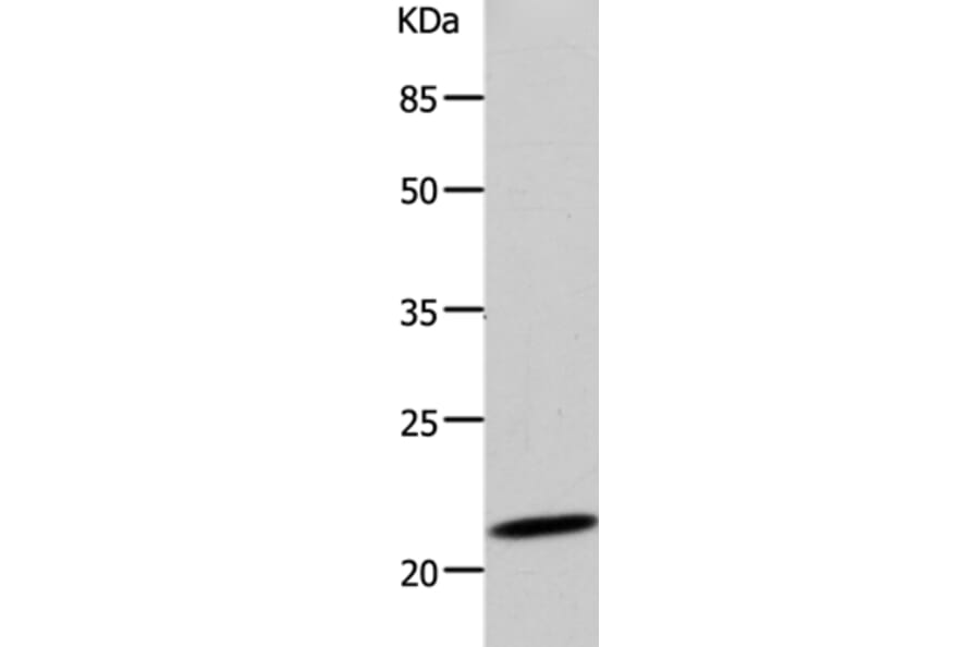 DUT Antibody from Signalway Antibody (36828) - Antibodies.com