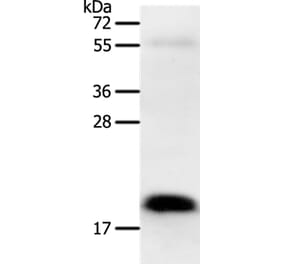 PTN Antibody from Signalway Antibody (37225) - Antibodies.com