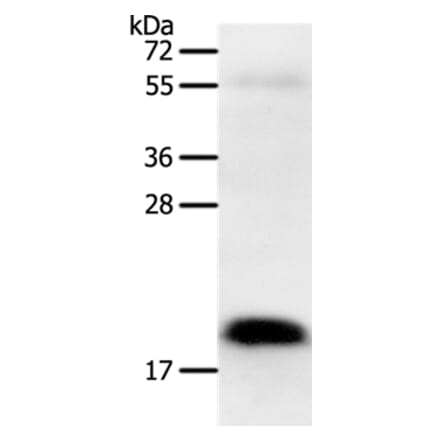 PTN Antibody from Signalway Antibody (37225) - Antibodies.com