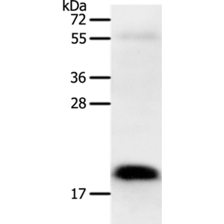 PTN Antibody from Signalway Antibody (37225) - Antibodies.com