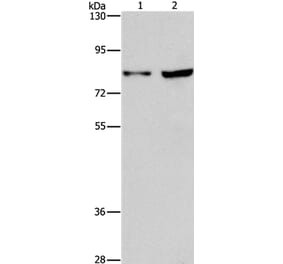 MYB Antibody from Signalway Antibody (37435) - Antibodies.com