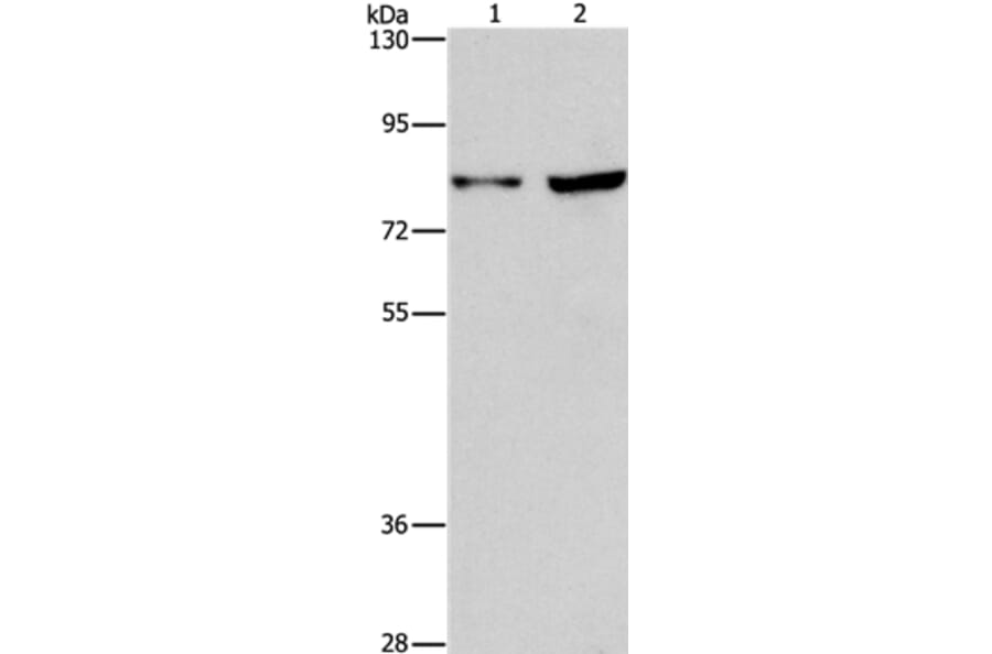 MYB Antibody from Signalway Antibody (37435) - Antibodies.com