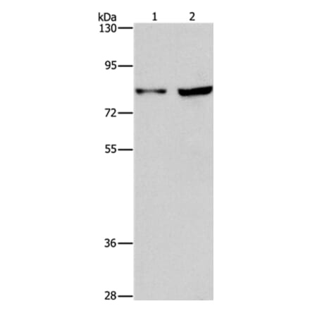 MYB Antibody from Signalway Antibody (37435) - Antibodies.com