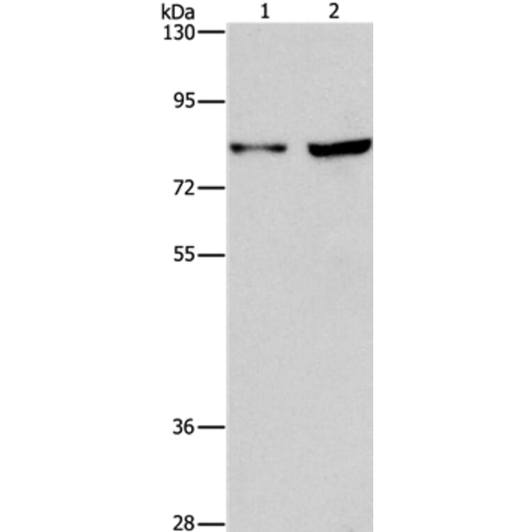 MYB Antibody from Signalway Antibody (37435) - Antibodies.com