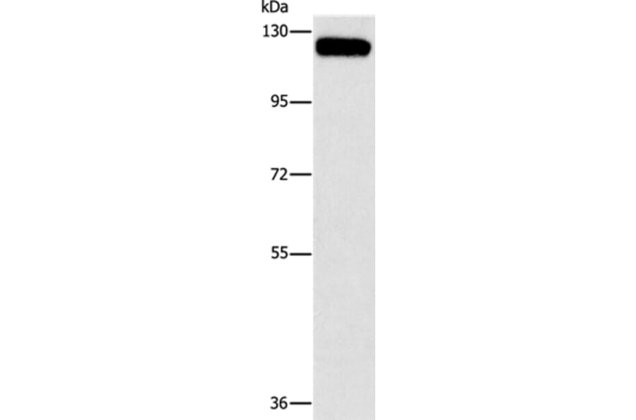 CBL Antibody from Signalway Antibody (37449) - Antibodies.com