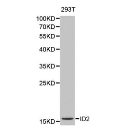 Western blot - ID2 antibody from Signalway Antibody (38164) - Antibodies.com