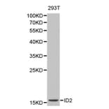 Western blot - ID2 antibody from Signalway Antibody (38164) - Antibodies.com