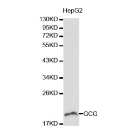 Western blot - GCG antibody from Signalway Antibody (38190) - Antibodies.com